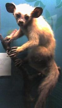 Aye-aye specimen. This specimen is bleached compared to Aye-aye normal blackish coloration. Field Museum, Chicago, Illinois