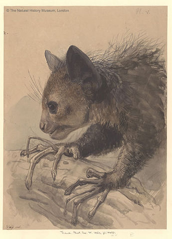 Image:Ayeaye, Daubentonia madagascariensis, Joseph Wolf.jpg