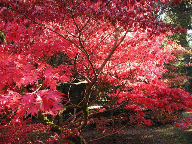 Image:Autumn.westonbirt.750pix.jpg
