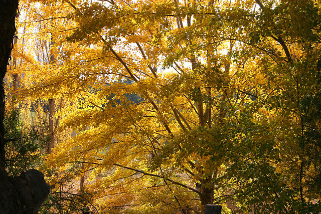 Image:Autumn colors.jpg