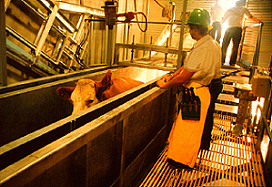 Workers and cattle in a slaughterhouse.