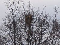 The drey of an eastern gray squirrel in Spokane, Washington