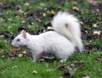 An albino eastern gray squirrel; Apple Valley, Minnesota