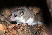 African Dormouse, Graphiurus sp.