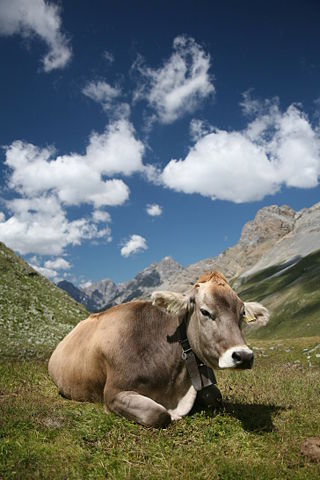 Image:CH cow 2.jpg