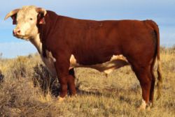 A Hereford bull