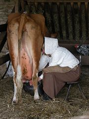 Dairy farming and the milking of cattle - once performed largely by hand, but now usually replaced by machine - exploits the cow's unique ruminant biology.