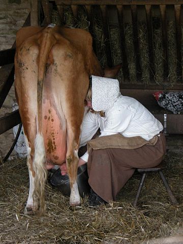 Image:DSCN2923-milking 900x1200.jpg