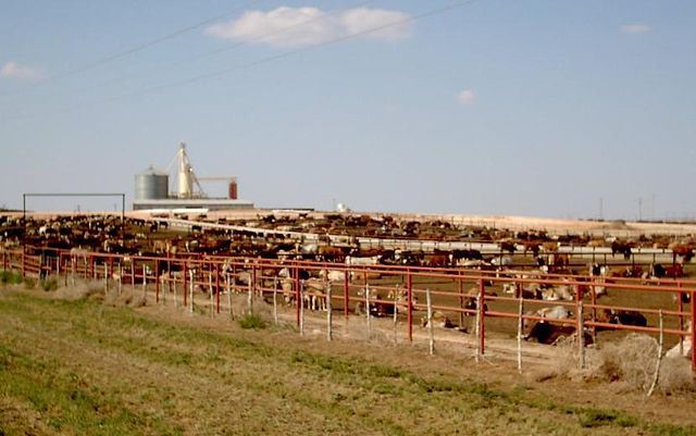 Image:Feedlot-1.jpg