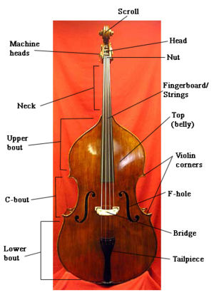 Salient parts of the double bass