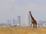 A giraffe at Nairobi National Park, with Nairobi's skyline in background.