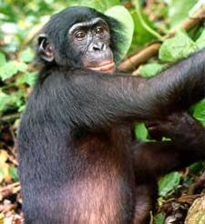 The Democratic Republic of the Congo is the only country in the world in which bonobos (Pygmy chimpanzees) are found in the wild.