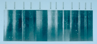 19 cm long section of GISP 2 ice core from 1855 m showing annual layer structure illuminated from below by a fiber optic source. Section contains 11 annual layers with summer layers (arrowed) sandwiched between darker winter layers.