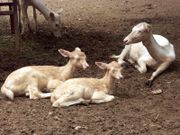 Albinistic variant of Fallow Deer, in Beijing Zoo