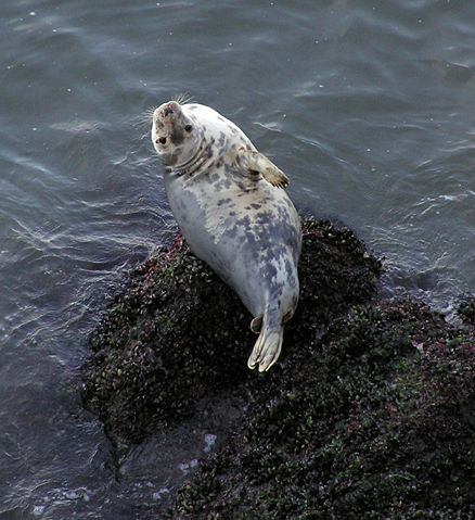 Image:Grey seal rhossili 1.jpg