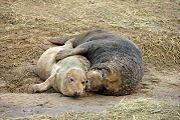 Cow and bull grey seals mating, Donna Nook, Lincolnshire, U.K. Nov 2007