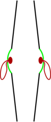 A pair of clash cymbals in profile. The bell is in green and the straps are in red.