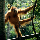 The critically endangered Sumatran Orangutan, a great ape endemic to Indonesia