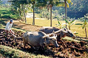 Using water buffalo to plough rice fields in Java. Agriculture has been the country's largest employer for centuries.