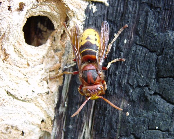 Image:Vespa crabro-dorsal.jpeg