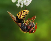 European hornet with prey (a honeybee)
