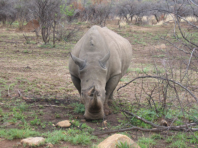 Image:White rhino front.jpg
