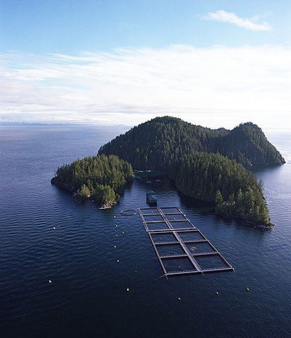 Image:Salmon farming.jpg