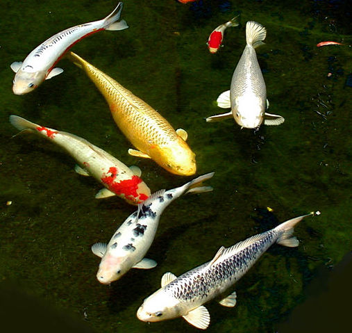 Image:Six koi.jpg