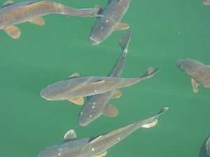 Carp gather near a dock in Lake Powell