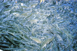 Carp swarm in great numbers to eat feed thrown by tourists in Urfa, Turkey.