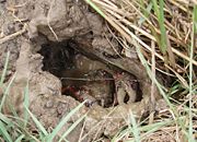 A crayfish is digging its burrow in a pond