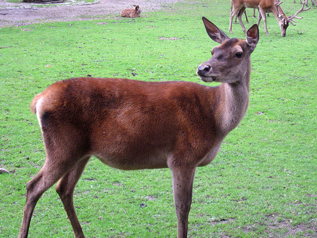 Image:Zoo-Dortmund-IMG 5549-a.jpg