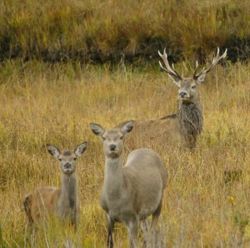 Stag and hinds in Killarney National Park, Co. Kerry, Ireland.