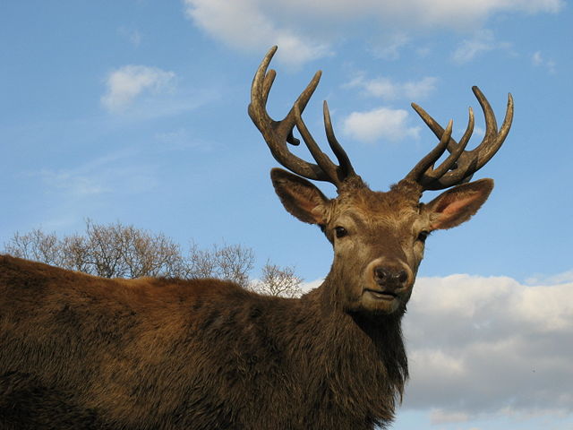 Image:Red Deer Stag Wollaton Park.JPG