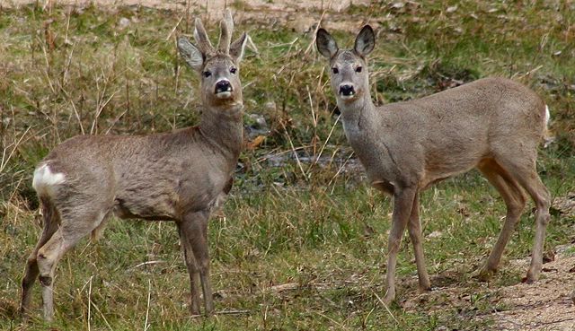 Image:Capreolus capreolus 2 Jojo.jpg