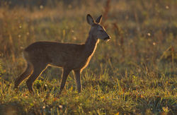 Roe Deer in a grassland area.