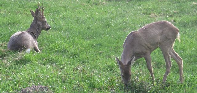 Image:Sarny-rezerwatBiałowieża.jpg