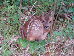 Roe Deer fawn, two to three weeks old.