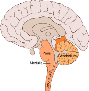 Image:Brain bulbar region.svg