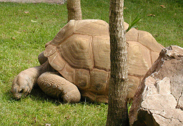 Image:Tortoise.aldabra.750pix.jpg