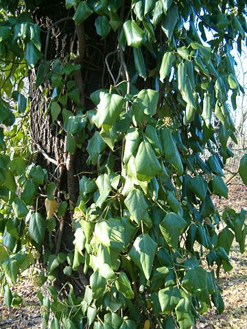 Image:Hedera colchica BotGardBln1105AdultLeaves.JPG