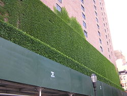 Ivy covering the exterior of an apartment near Kips Bay, Manhattan.
