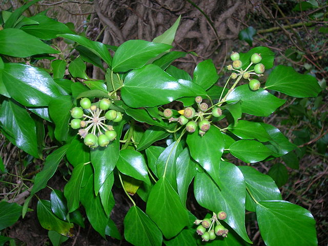 Image:Ivy fruits.JPG