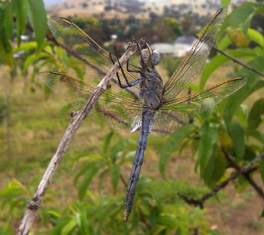 Image:Aust blue dragonfly02.jpg