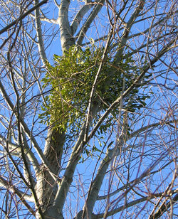 European mistletoe attached to a silver birch