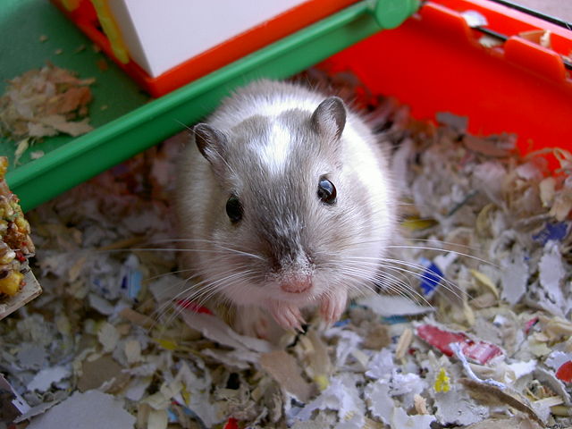 Image:Gerbil.JPG