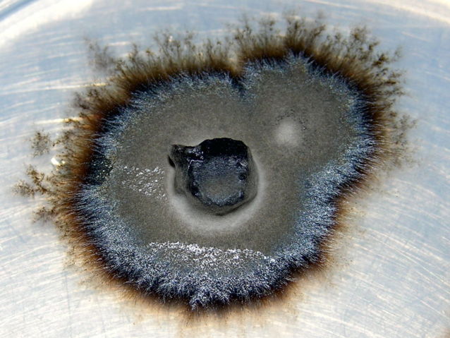 Image:Ericoid mycorrhizal fungus.jpg