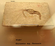 Aeger, a fossil shrimp