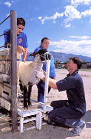 A veterinarian draws blood to test for resistance to scrapie