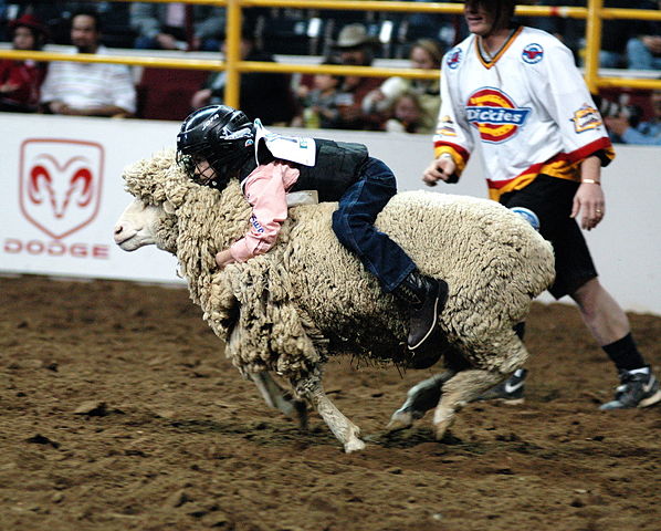 Image:Mutton bustin.jpg